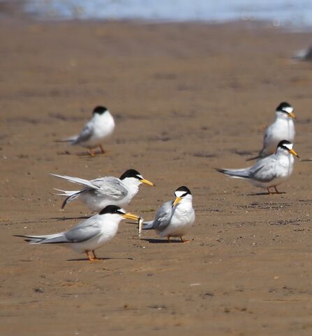 The return of the little terns | Durham